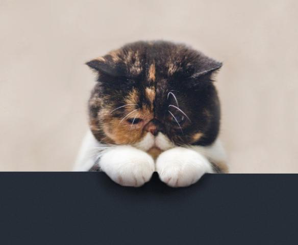 折耳猫发病治疗方法,折耳猫遗传病的详细介绍