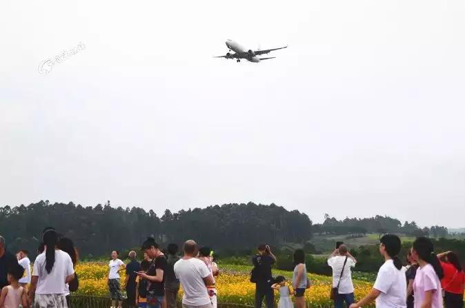 双流哪里可以赏花看飞机,双流附近赏花攻略路线