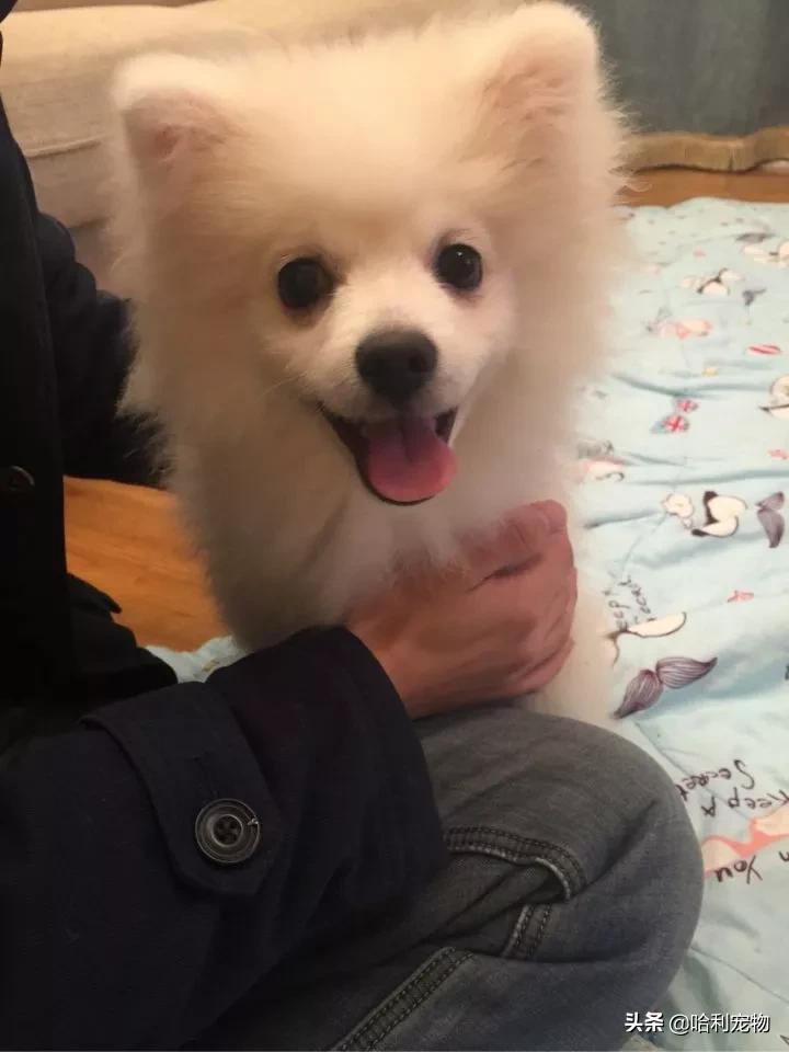 银狐犬性格温顺吗知乎,银狐犬喜欢雪吗