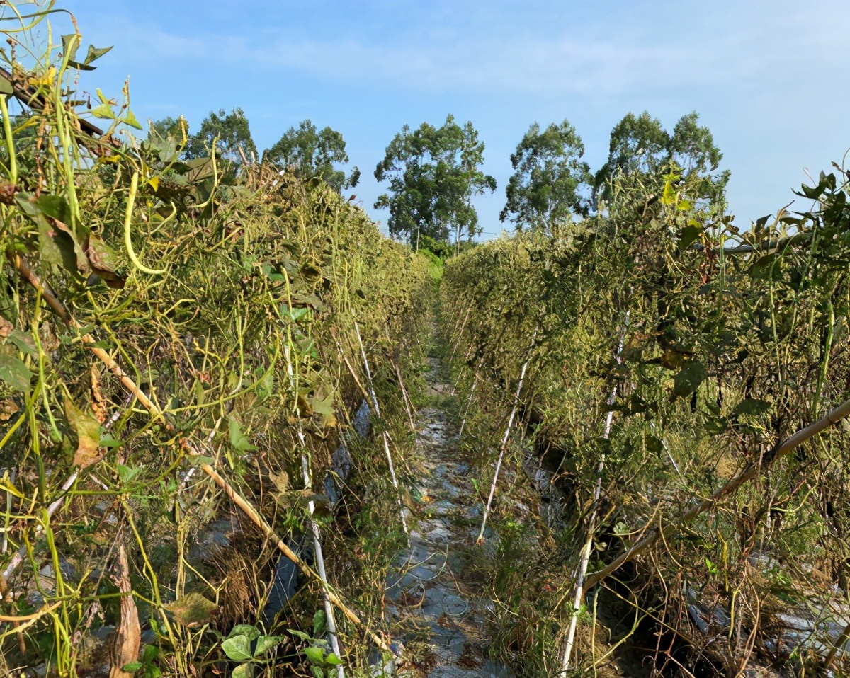 豆角斑潜蝇怎么彻底消灭,豇豆肥害怎么挽救