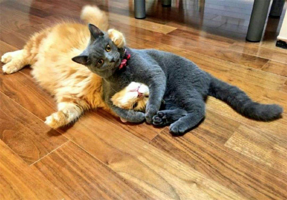 猫咪真怀孕或假怀孕,辟谣猫咪真的会记仇吗