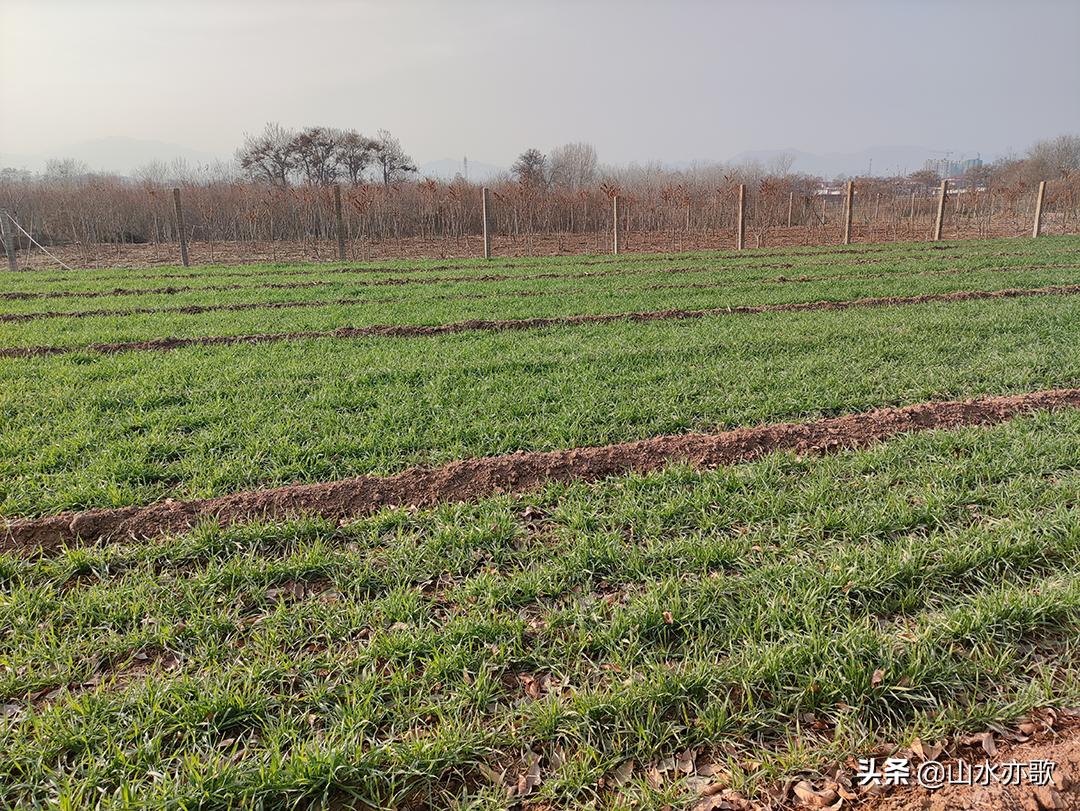 石家庄真正值得去的景点,石家庄最值得去看看的景点
