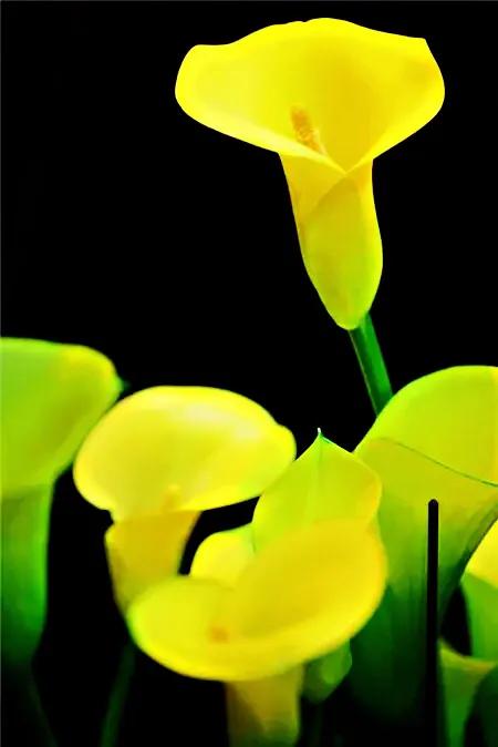 马蹄莲品种及图片欣赏大全,马蹄莲有几种品种图片