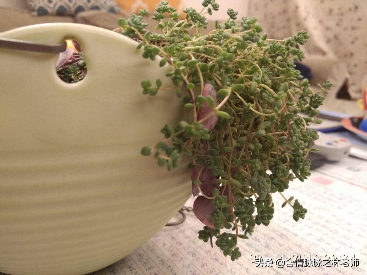 家里植物长得不好有什么说法,家里什么植物都养不好是什么原因