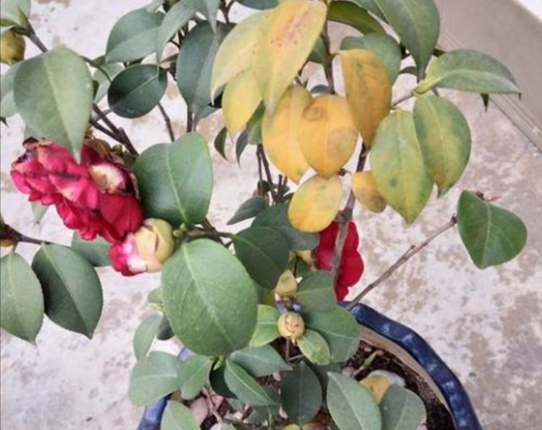 茶花开败了怎么管理,茶花几月份病虫最严重