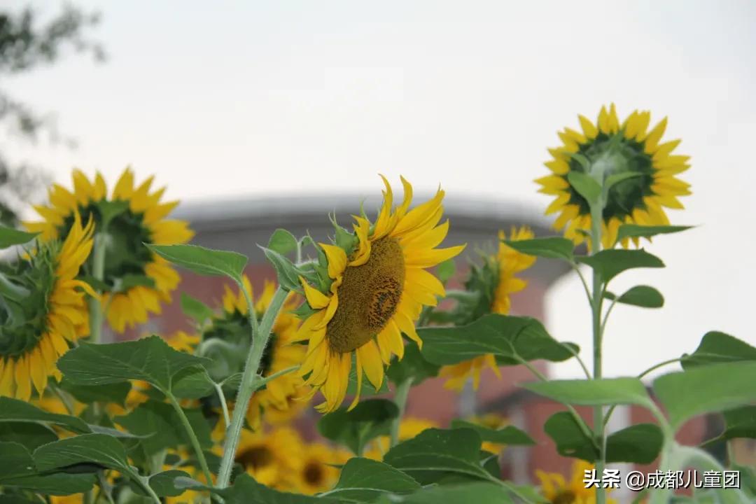 城西的家长看过来，这所超高性价比的老牌民办学校值得你拥有