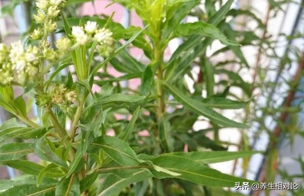 解酒养肝中草药,能解酒的中草药材有哪些