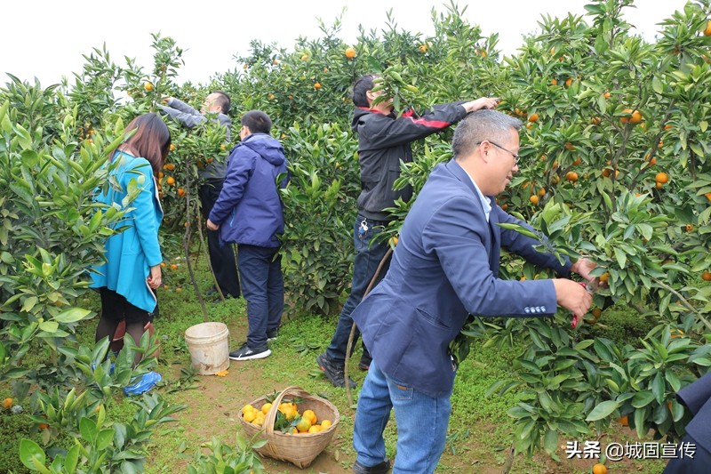 以购代扶助力脱贫攻坚工作 (共青团助力脱贫攻坚微心愿)