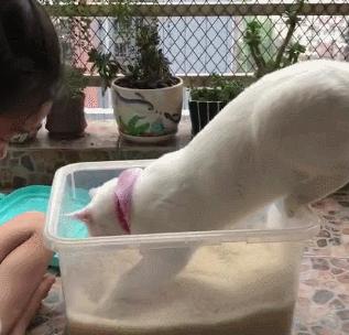 猫咪乱尿最快的在家解决办法,猫砂盆太脏了会导致猫咪乱尿吗