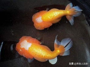 观赏鱼水霉病高锰酸钾泡多久最好,观赏鱼得了水霉是什么症状