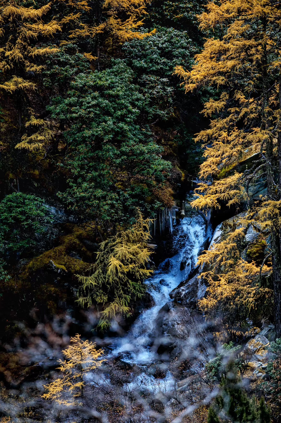 稻城亚丁出新政策，4种情况享受免票，神山下的风光是世外仙境