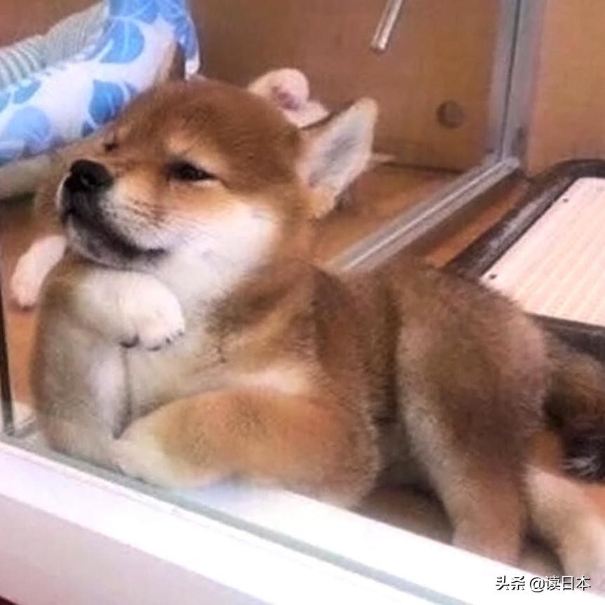 沙雕手办日本小哥,日本沙雕手办小哥