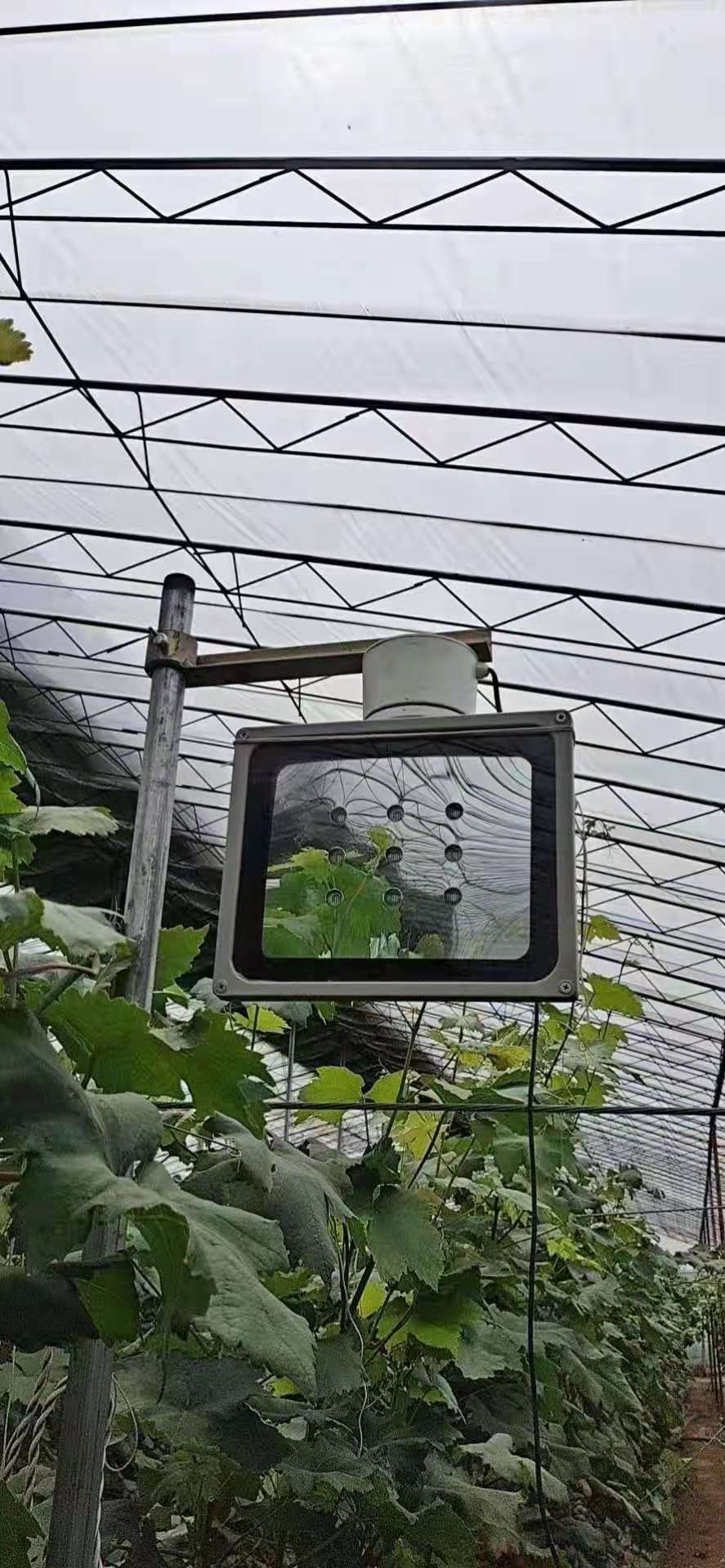 葡萄园套种火龙果,种了两棚火龙果一年收入11万