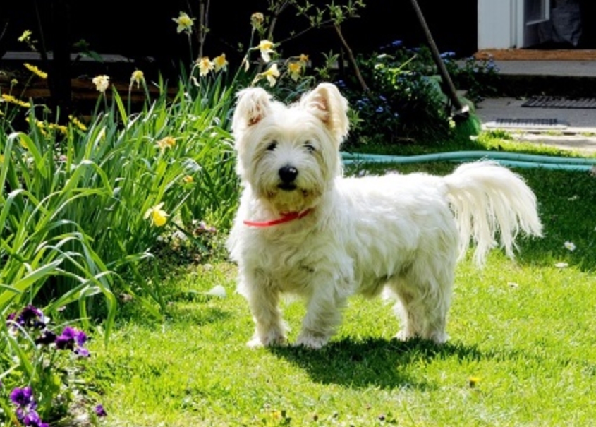 适合老年人养的狗排行榜,适合老人养的狗好养活的品种