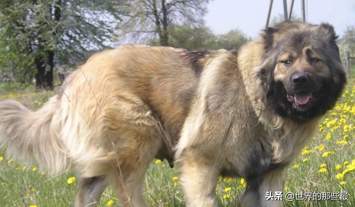 藏獒和大型犬哪个厉害一点,纯种藏獒战斗力有多强