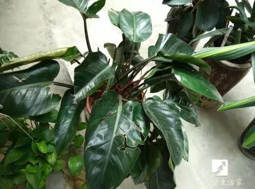 吸甲醛最好的植物排名,装修房子吸甲醛最好的是什么植物