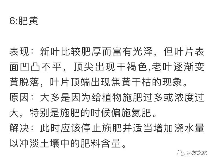 秋石斛兰叶黄了,石斛兰叶子黑尖