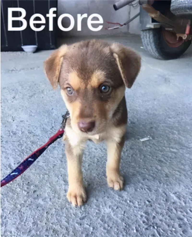 狗狗最初是白毛现在变黄怎么回事,刚一个月的狗狗毛是白黄的正常吗