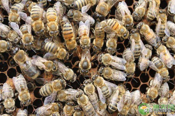 蜜蜂工蜂太多对蜂群有什么影响,蜜蜂的蜂箱已经满了怎么办