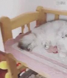 张震和舒淇的情史,黎明和舒淇现在情史