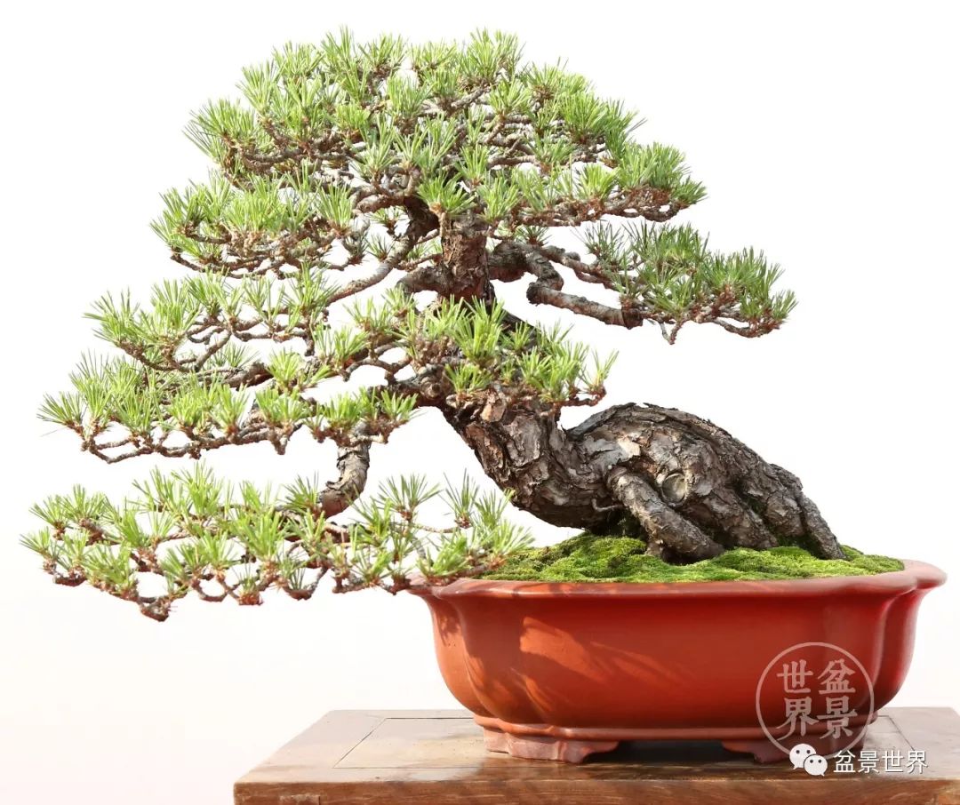 不可多得的黑松盆景素材,富贵大气的盆景有哪些