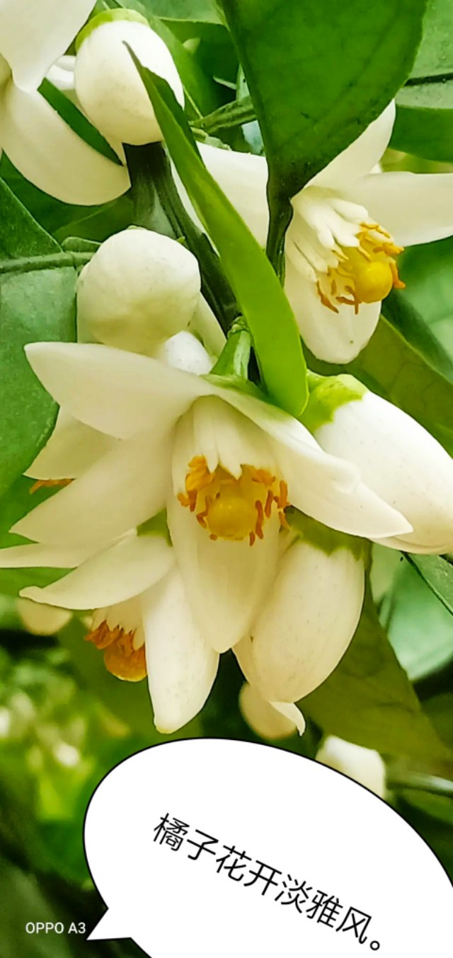 芒种种出新希望,芒种和幸福播种