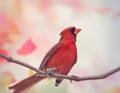 心理测试测你近期需要提防是什么,心理测试四种礼服测你的脾气