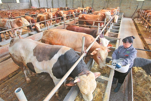 养牛预混料与全价料哪个划算,肉牛预混料和肉羊预混料区别