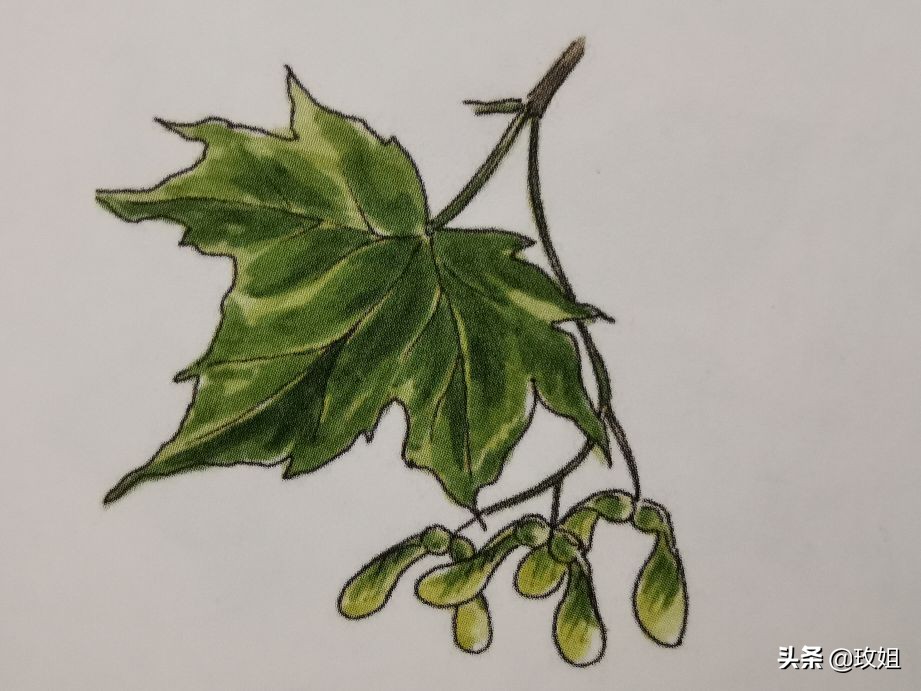 硬枫原木,硬岩枫树