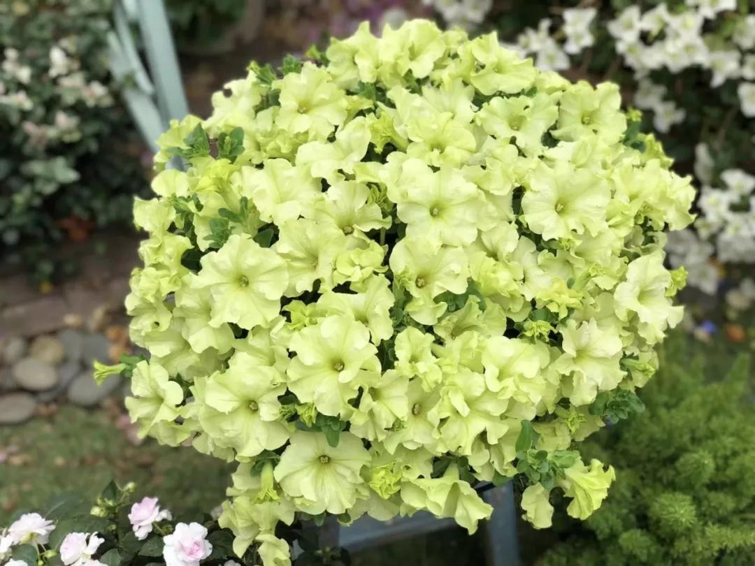 适合阳台养的四季开花有花香的花,花期长耐热耐寒又好养的花卉