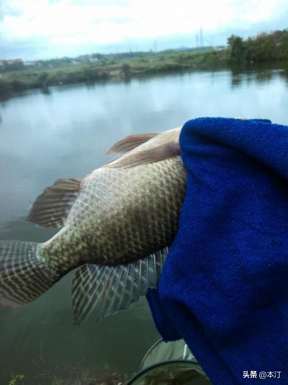 鏅編娓斿叿,鏅編楸艰偉