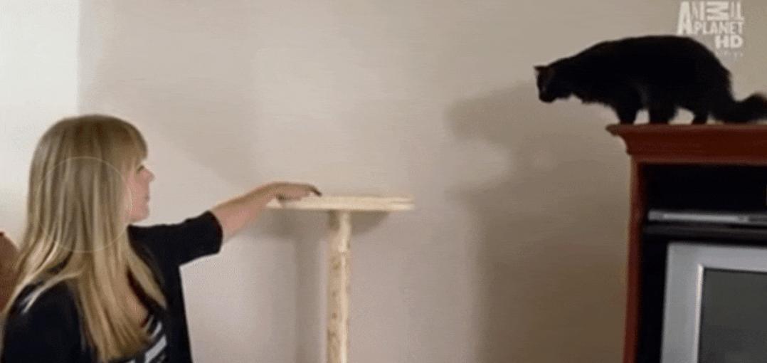 猫为什么总凶别人,猫为什么凶新来家的小猫