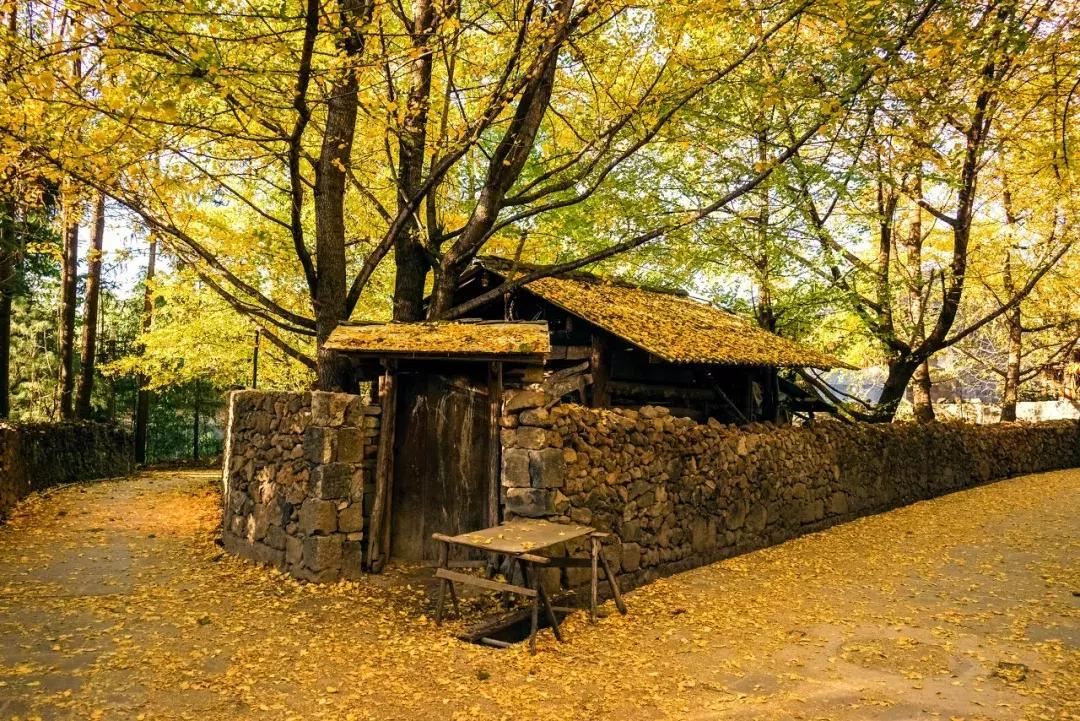 哪怕你去过云南不下10次,秋天的云南都值得你再来一次