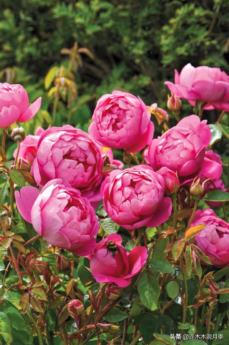 20款大花浓香的月季,好看好养四季开花的月季