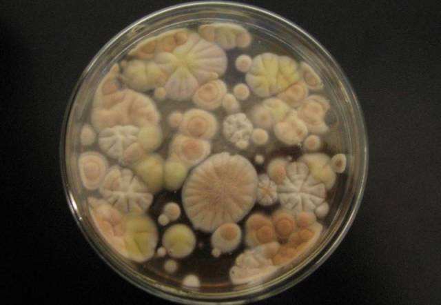 有多少人在怀念小时候的味道,有多少人还记得小时候的味道