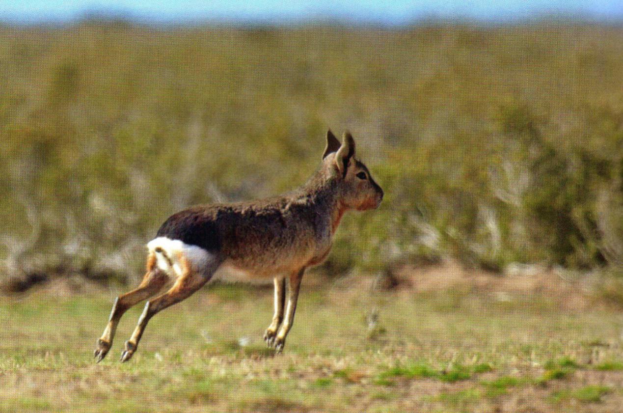 人类灭绝后老鼠成功进化出智慧,人类有没有可能灭绝老鼠