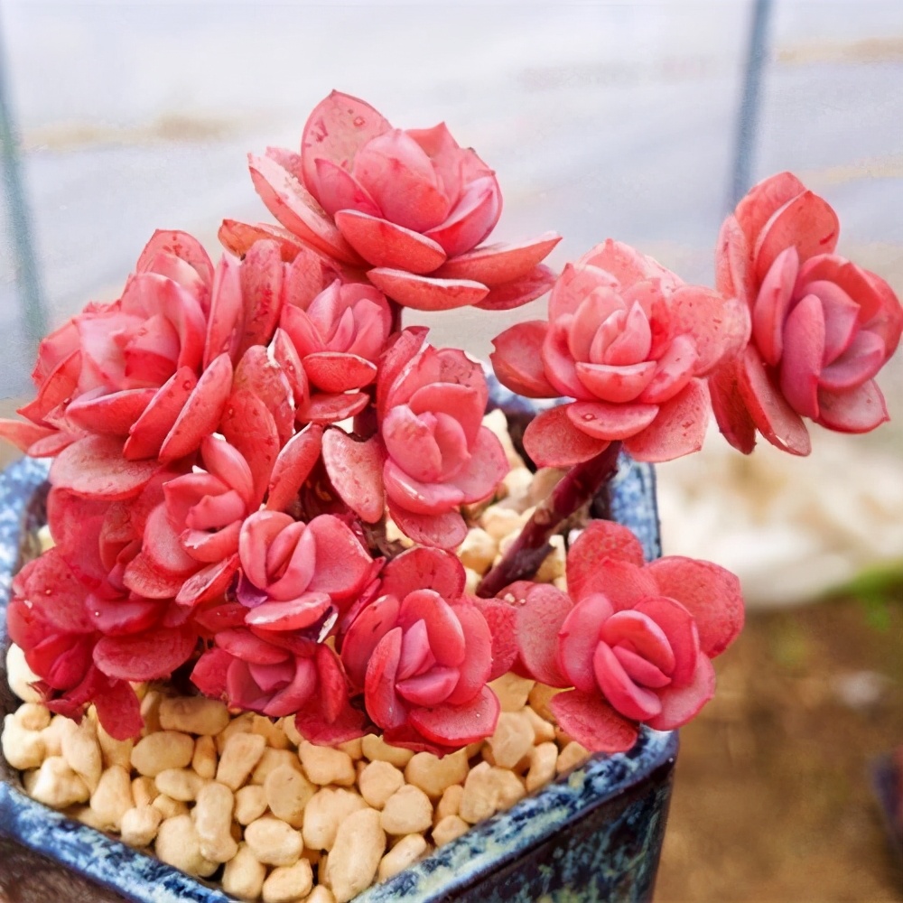 10种多肉天生爱徒长，不能“宠”着养，虐一虐才漂亮