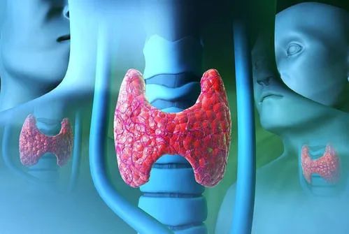 甲亢用什么食物来调理,甲亢是怎么得来的要吃什么药