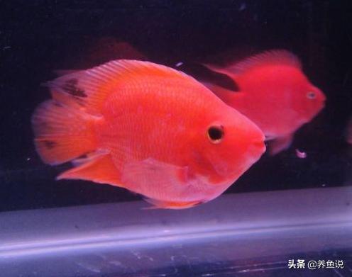 如何防治观赏鱼白点病,观赏鱼的白点病如何治疗