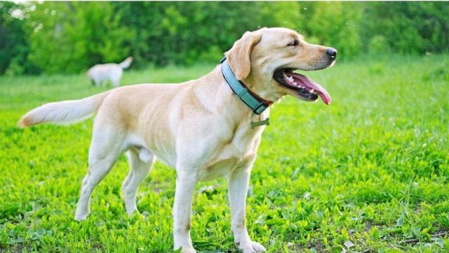 最受欢迎的8种大狗，你喜欢哪一只？