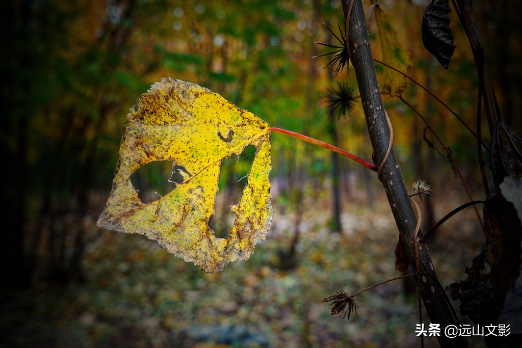 索尼黑卡二怎么拍,索尼黑卡2大光圈拍视频