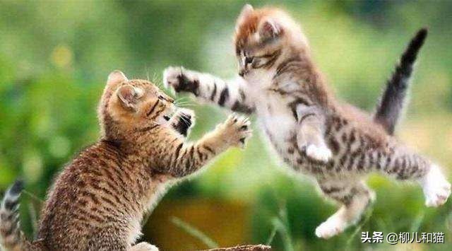 家里两只猫猫打架怎么办,家里两只公猫宠物猫打架怎么办