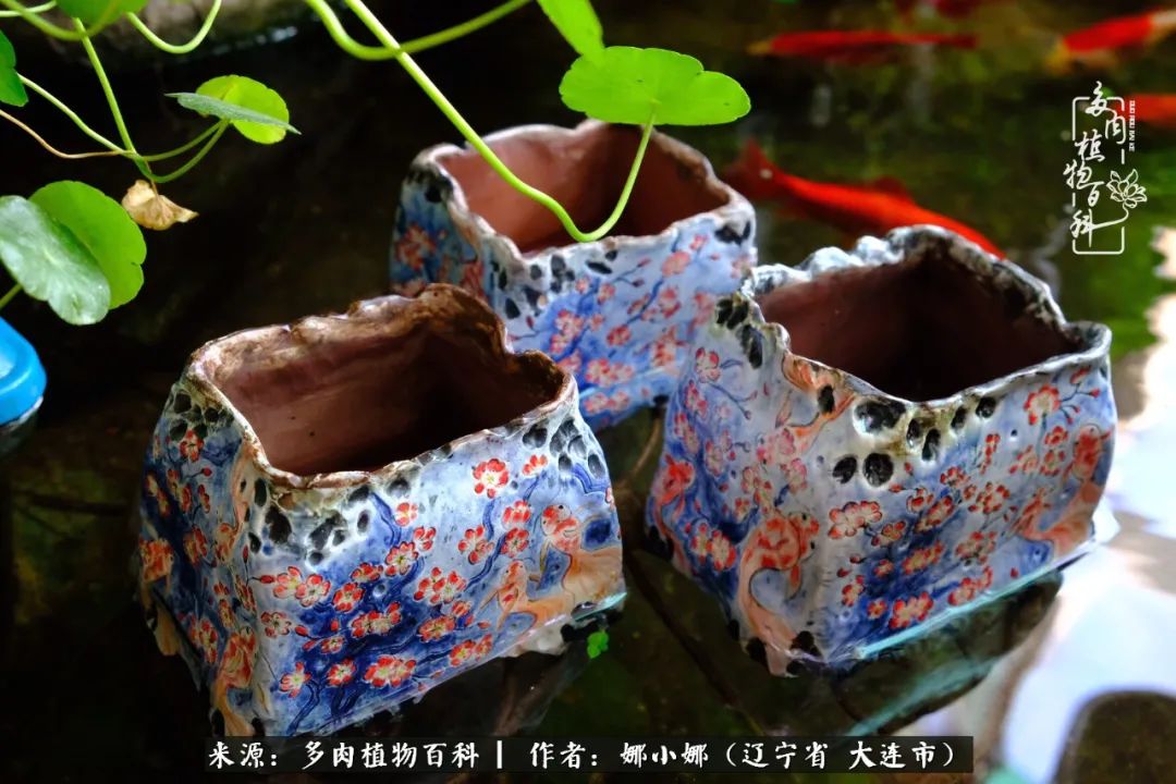 你是盆我是花，你护我周全，我为你绽放