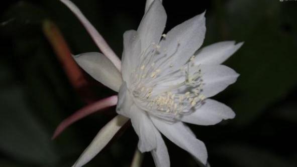 养昙花的窍门,养昙花都浇什么肥呀