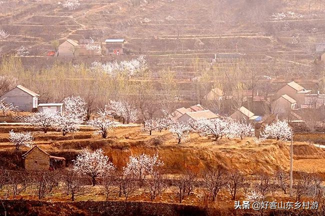 济南春季赏花自驾,济南踏青赏花新模式