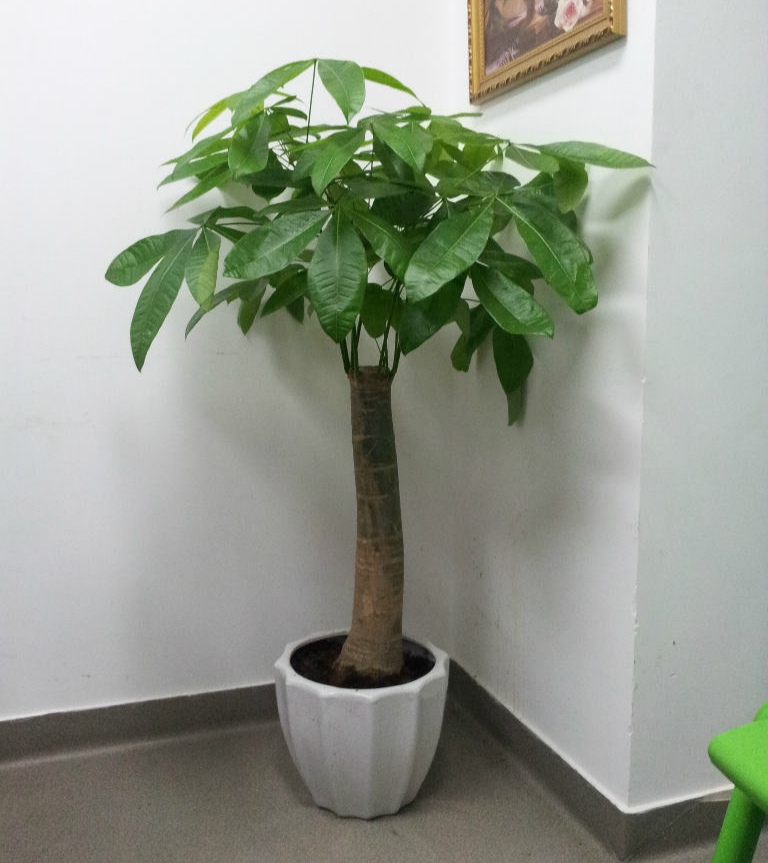 一年四季不死的十种花水养,浇水过多死的植物