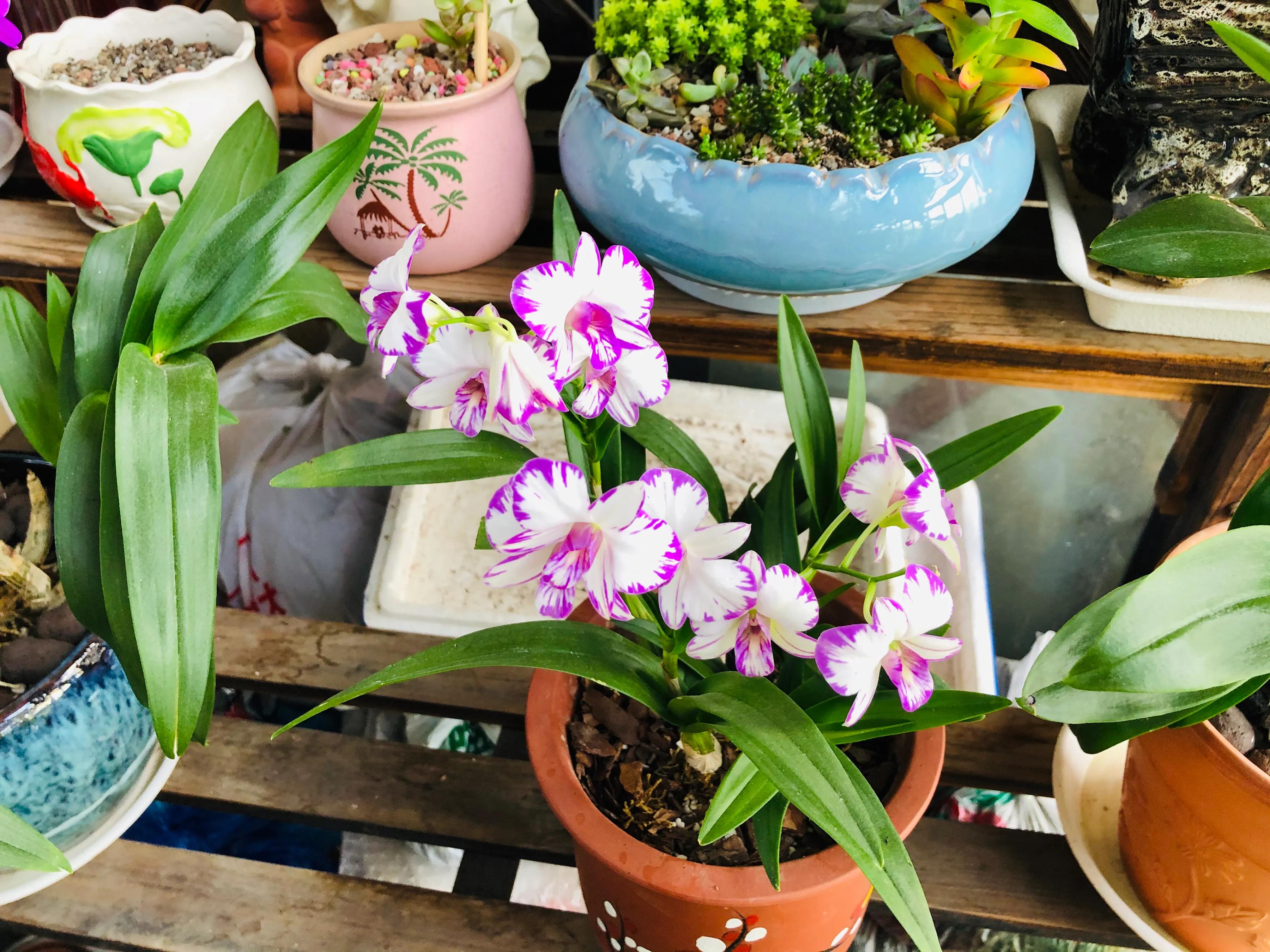 蝴蝶石斛兰怎么养,盆栽里长得像蝴蝶花的是什么花