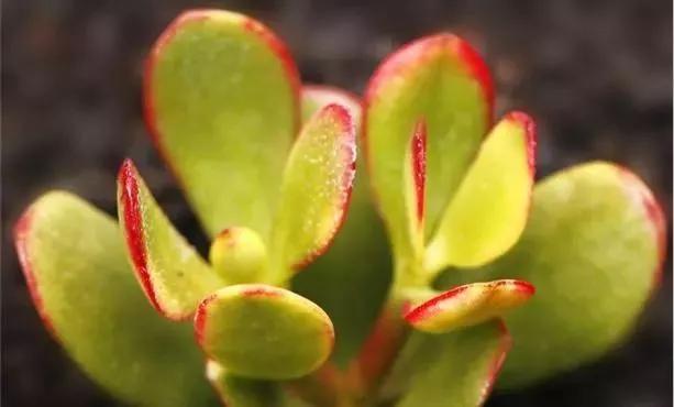 落日之雁多肉怎么养,新花月锦老桩落日之雁多肉植物