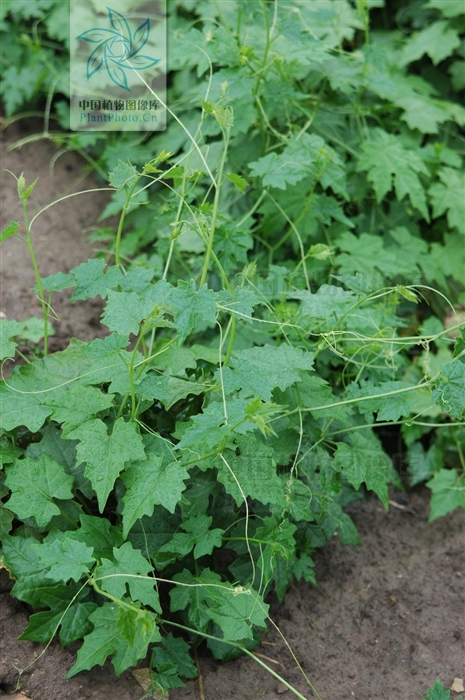 土贝母加哪些中药可以治肺癌,土贝母能祛疣吗