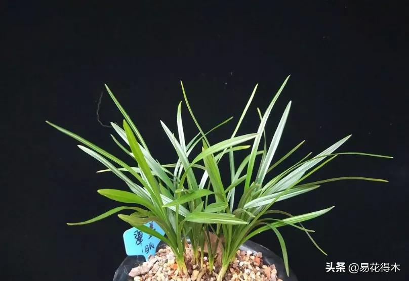 兰花原种老苗是什么,兰花组培和原种有什么区别